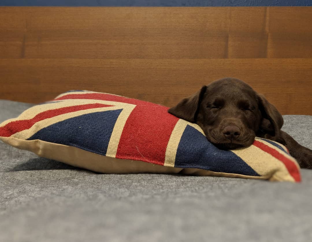 ArchCody3's tweet photo. Hagrid fell asleep on our Union Jack pillow. How appropriate. #teamhagrid #HarryPotterForever @Mrs_Carriker @jk_rowling https://t.co/cWsc4myrfG
