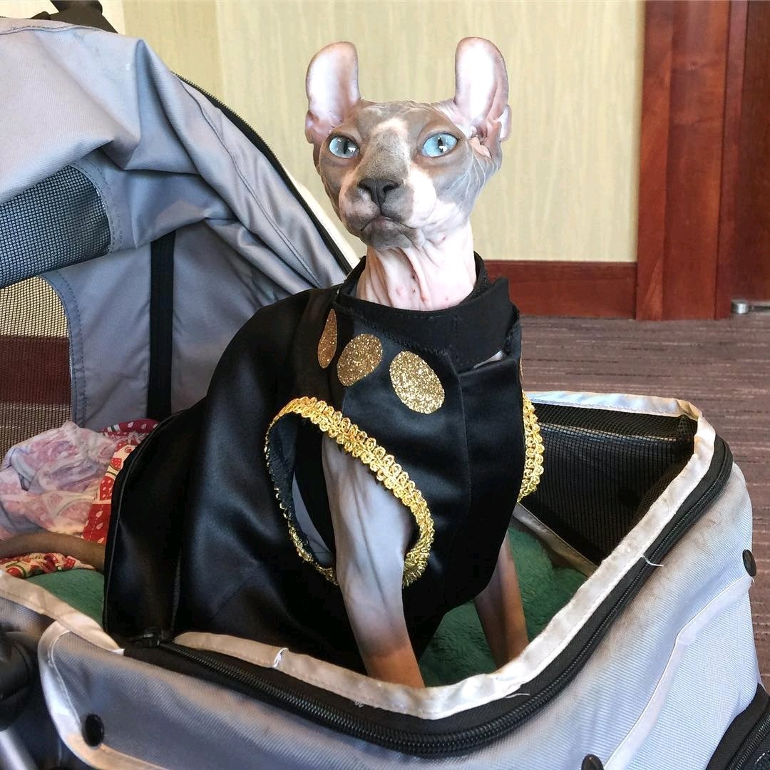 geekouthsv's tweet photo. Reposting @newlegendmike:
...
"#themaster #conkasterborous #conk2018 #conk #doctorwho #catcostume #catcosplay #costume #cosplay #sphinxcat" @ConKasterborous @westinhsv https://t.co/tXzl3YgG9m