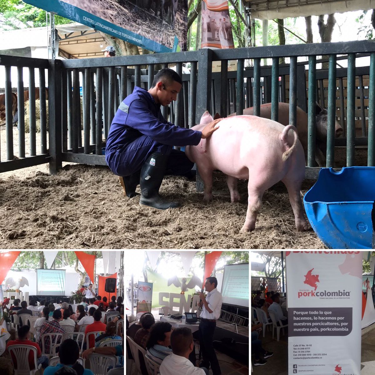 GermansSuarez's tweet photo. En el marco de la LXIII feria, más de 60 porcicultores se capacitan con Pork Colombia en el pabellon de especies menores del SENA CLEM. @ctrujillosena @SENAcomunica #FeriadeTuluá #SENA #Tuluá #Educación #SENACLEM https://t.co/EKAwSrJkP7