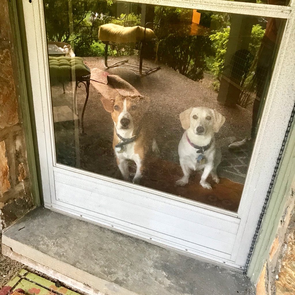 OanaBrooks's tweet photo. I guess I took too long grocery shopping.... these #RescueDogs aren’t amused 🤷🏻♀️ #PennyandEddie #Dachshund #Labrador #doxador #amstaff #russellterrier #treeingwalkercoonhound #baltimoredogs #AdoptDontShop #SaveThemAll https://t.co/PLpwhvsxgH