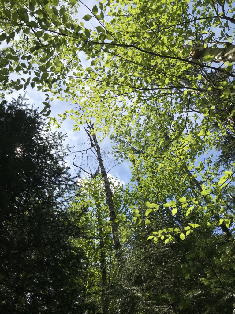 OTemily3's tweet photo. Hiked #18 and 19 today in the Whites! Field & Tom! @NHStateParks @whitemts #favoriteoccupation #outdoors https://t.co/PWS5GW8Ibv