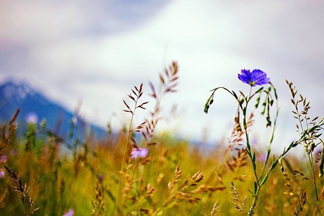 aaronandsarah2's tweet photo. I’m truly grateful for the mountains and growing things. As we prepare to move on in our tour, I’m a little sad to leave Montana behind. It’s been a beautiful few days, and a reminder that my heart can feel peace.
.
.
.
#home #emigrant #montana #musician… https://t.co/HWXJ1B52Gc https://t.co/4MEhzUFJP3
