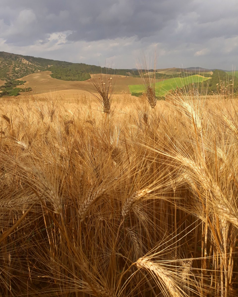~ Fields of gold ~
#landscape #Lucania #Italy #Basilicata #fields #sky 
_scattata ad #Irsina (MT)_