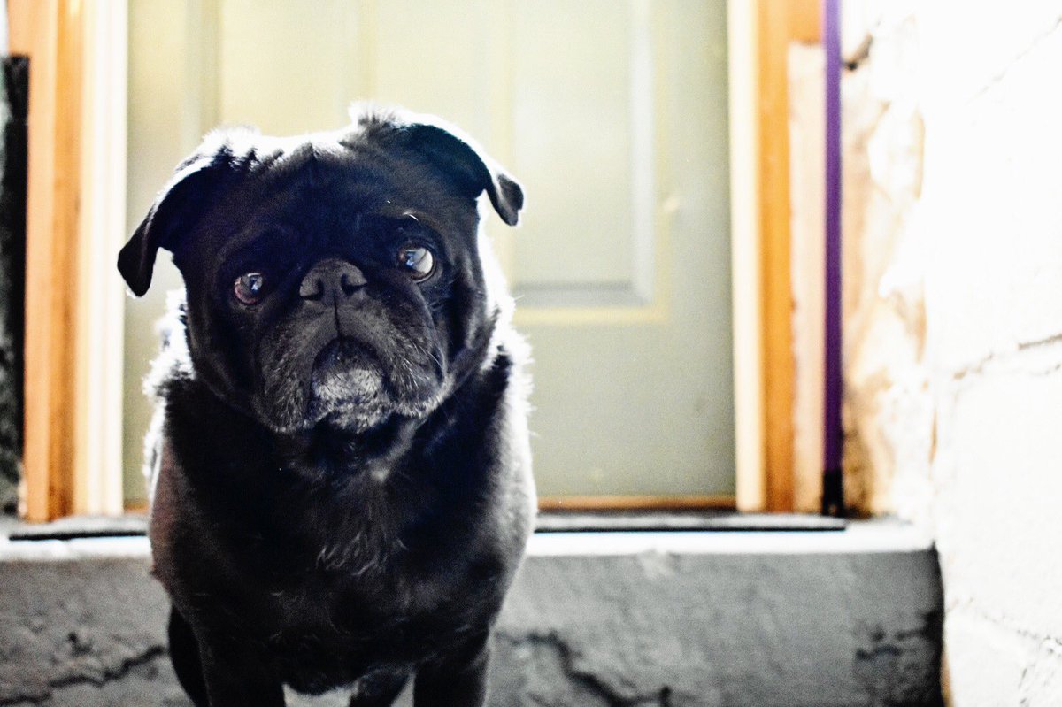 TuckerThePug's tweet photo. Mom got a new camera and she just won’t stop making me model. 🙄  #pug #pugchat https://t.co/NZmn5S2NTG