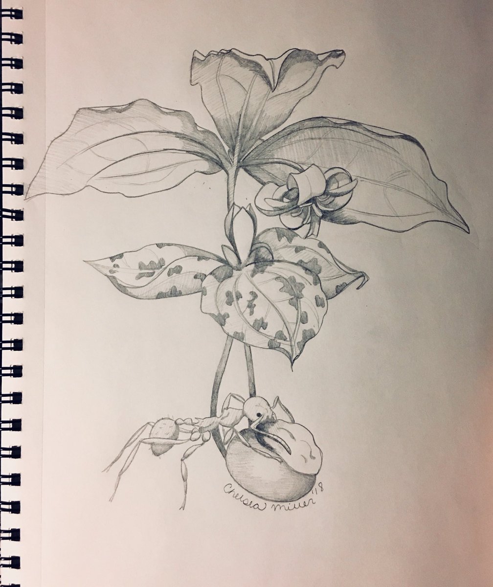 chelseamiller_9's tweet photo. Missing my lovely flowered #trillium, so I sketched two of my favorites: T. catesbaei (above) and T. discolor (below). Looking forward to #myrmecochory season though—hence, A. rudis and an extra-large diaspore! #biosketch #fieldnotebook https://t.co/9vILXp5NRS