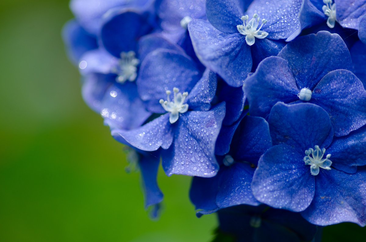 Among Cultures Hydrangea Ajisai In Japanese Is The Sign Of The Rainy Season And The Symbol Of Coming Summer In Japan Viewing Hydrangea Flower Is A Tradition Here And With Among Cultures Hydrangea Ajisai In Japanese Is The Sign Of The Rainy Season And The Symbol Of Coming Summer In Japan Viewing Hydrangea Flower Is A Tradition Here And With