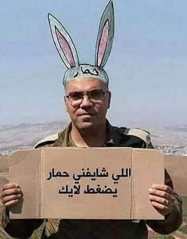 مين شافو حمار