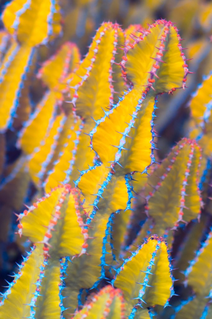 EerieDannie's tweet photo. Exotic cacti species from #CanaryIslands under macro infrared.
Check out this stunning project called #Suprachromacy photographed by #MarcusWendt @Behance https://t.co/33UFXr04h0
#Photography #StudioFIELD
#PlantPhotography #Colors #Life #Nature #Surreal #Travel
@field_io https://t.co/RHJ7nXoHJF