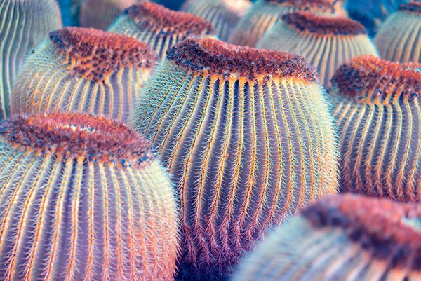 EerieDannie's tweet photo. Exotic cacti species from #CanaryIslands under macro infrared.
Check out this stunning project called #Suprachromacy photographed by #MarcusWendt @Behance https://t.co/33UFXr04h0
#Photography #StudioFIELD
#PlantPhotography #Colors #Life #Nature #Surreal #Travel
@field_io https://t.co/RHJ7nXoHJF