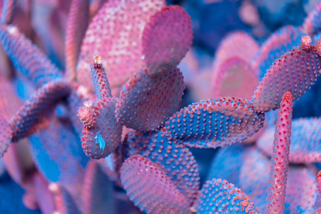EerieDannie's tweet photo. Exotic cacti species from #CanaryIslands under macro infrared.
Check out this stunning project called #Suprachromacy photographed by #MarcusWendt @Behance https://t.co/33UFXr04h0
#Photography #StudioFIELD
#PlantPhotography #Colors #Life #Nature #Surreal #Travel
@field_io https://t.co/RHJ7nXoHJF