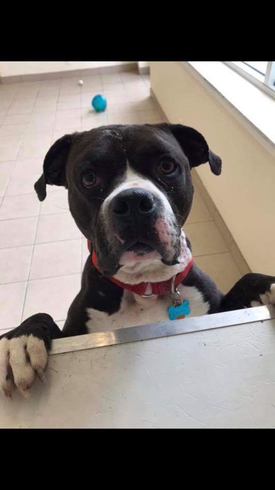 ColleenOwens4's tweet photo. #NY #Ardsley
🆘 CLYDE neutered male was found in the woods &amp; has been a long time resident 😟 how this precious fun loving boy is still there puzzles me 🙏 good with large 🐶/older kids ❌🐱 needs a #foster or #adopt a yard is a must - needs exercised 🆘 https://t.co/lEwTXvJyZ9 https://t.co/RXuhBHICYr