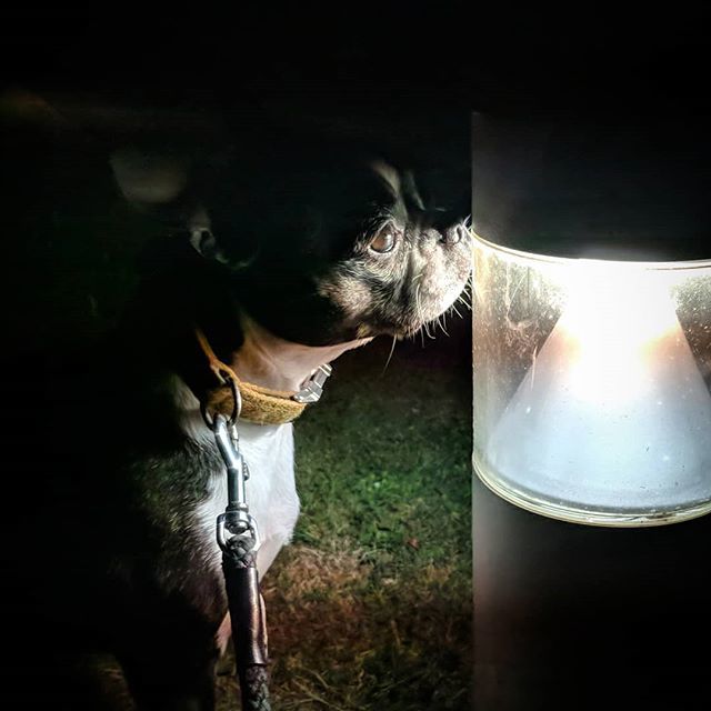 catt231's tweet photo. #bostonterrier #instadog #lookintothelight #weirdio https://t.co/ANOA3dfL2r https://t.co/vEVYG4RMA3