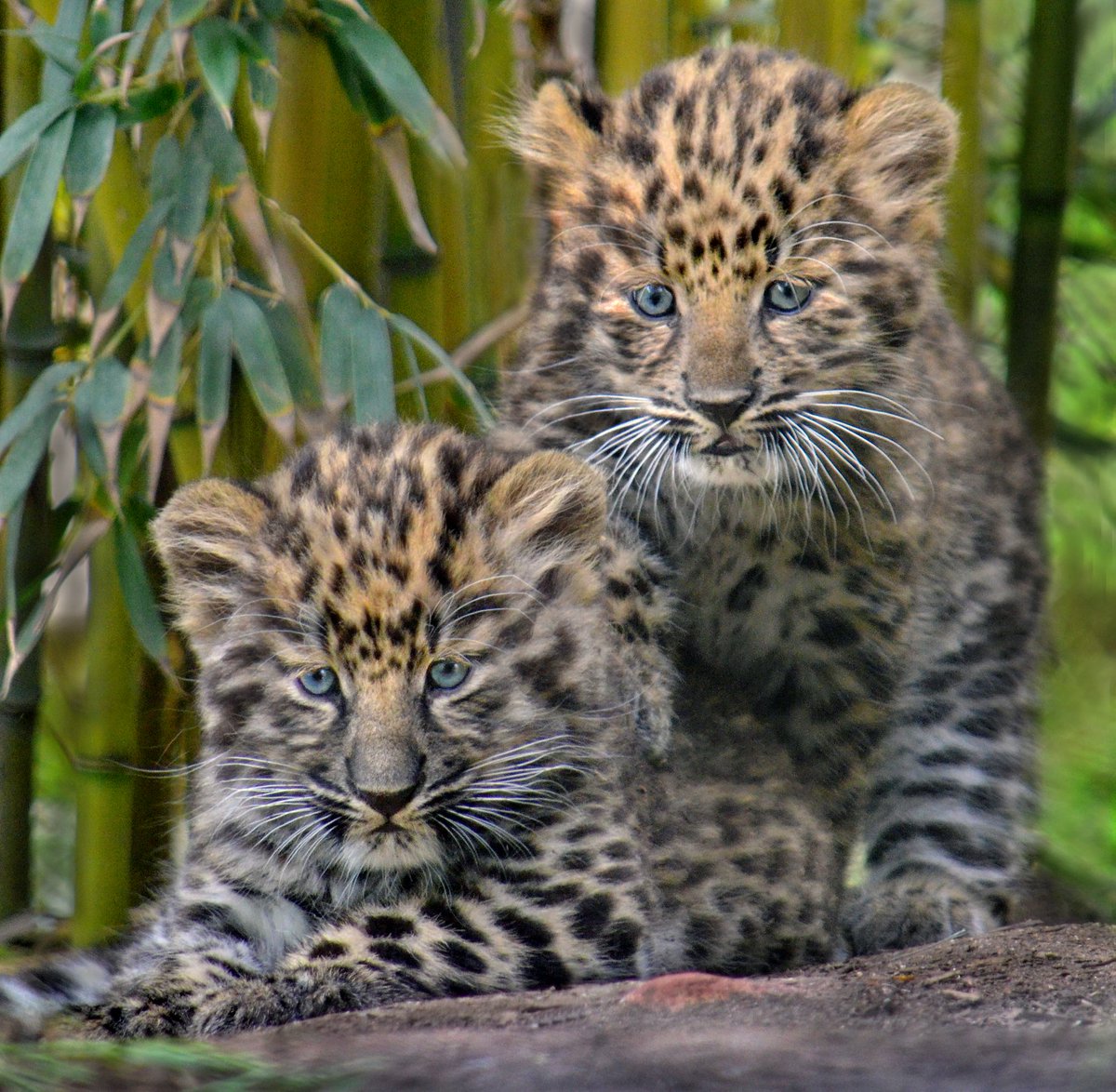 Drumroll 🥁 … our 2-month-old critically endangered Amur leopard cubs are both FEMALE.  #FierceFemales
📷: Ion Moe