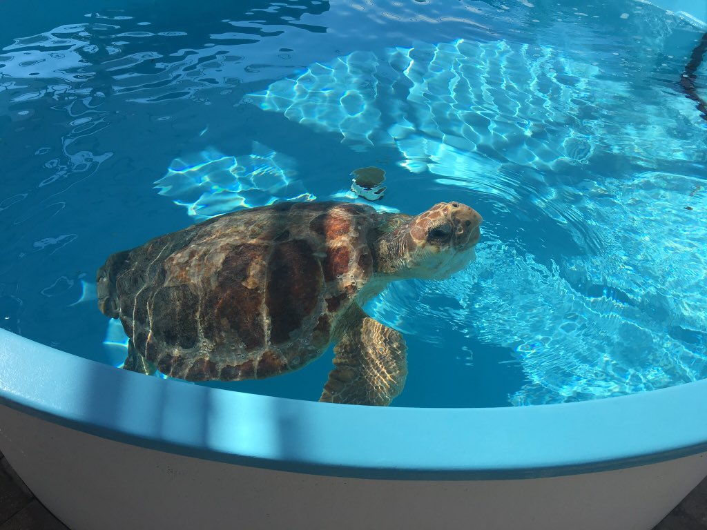 evacwynar's tweet photo. Celebrating #WorldOceanDay2018 with the fam by building a cleanup contraption to pick up marine debris @LoggerheadMC @PBCSTEM https://t.co/gJOJ9KeJR5