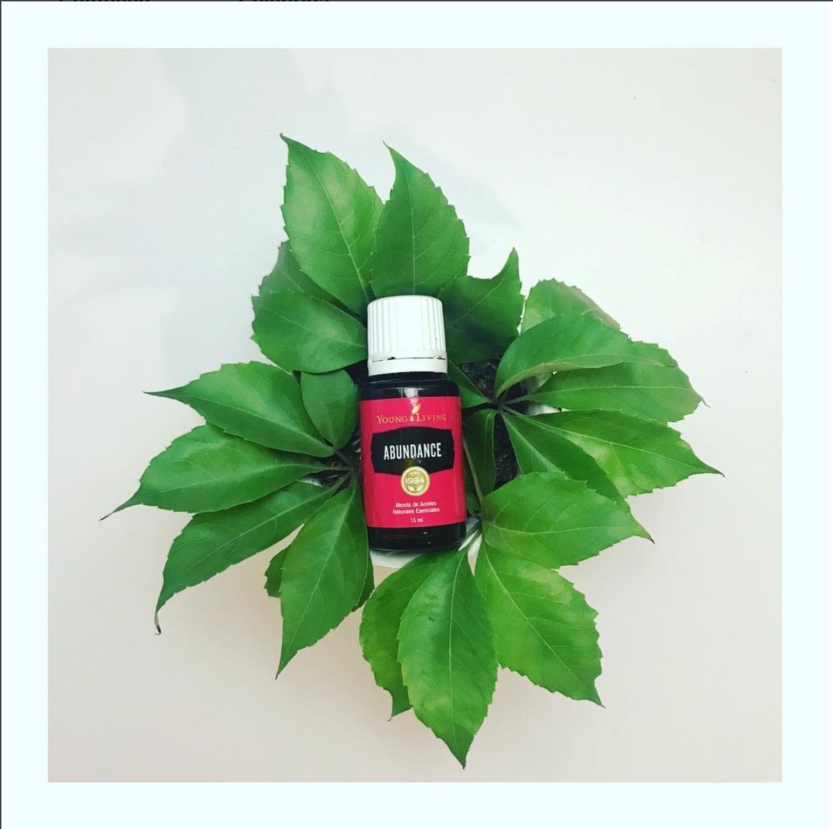 NaturalmenteAc2's tweet photo. Estás buscando #abundancia? Abundancia es recibir todo lo que necesitas, es fluir en el amor infinito sin limitarte por el miedo. Y claro, abundancia económica #abundance #youngliving #aceitesesenciales #Mexico #natural #Naturalmente #essentialoils https://t.co/G6D0va6kuw