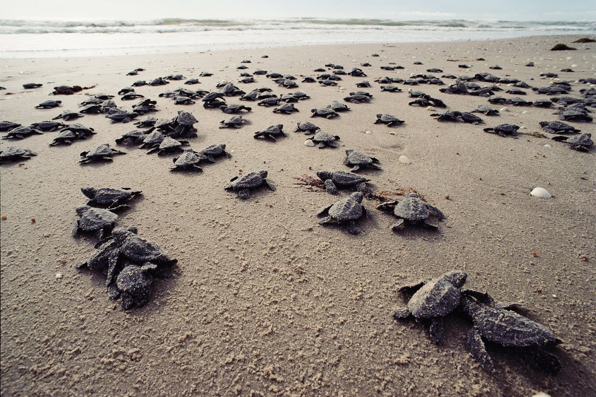 LoggerheadApp's tweet image. And they’re off! #BelmontStakes