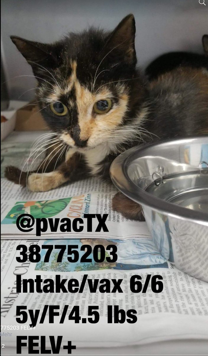 pawsival's tweet photo. 🆘️CAN YOU FEEL HOW SCARED SHE IS?PLS HELP🆘️CONSIDER #FOSTER  #ADOPTION #RESCUE ?(if you can HELP send email w/pet ID+☎️Nr to urgentpets@pvaconline.com🙏)🆘️ SOON!⏳SHE CAN BE KILLED ANYTIME FOR SPACE😢at KILLSHELTER #PalmValley #edinburg 
#RGV #hidalgo #cats https://t.co/e7bJWux1w9