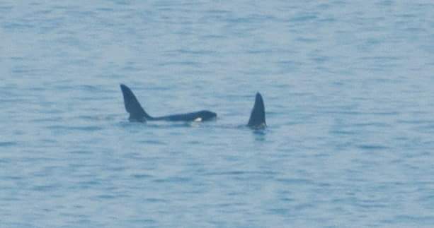 pwcgwynedd's tweet photo. Hoping some of the @pwcgwynedd riders are lucky enough to spot the Orca pair tomorrow, that have been photographed around North Stack, Anglesey today.
This is very amazing stuff https://t.co/nsUMIAVvD0