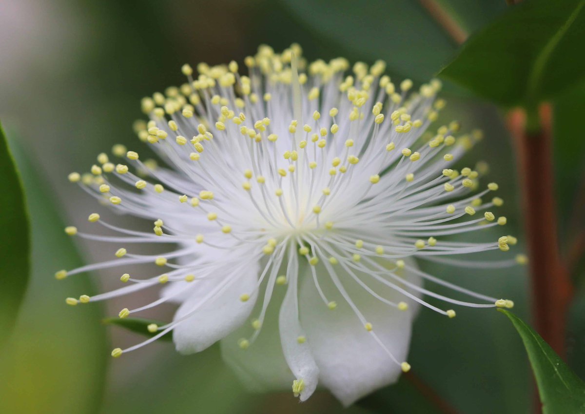 片柳弘史 V Twitter 教会の庭で ミルトスが花を咲かせました 聖書にも 茨に代わって糸杉がおどろに代わってミルトス が生える イザヤ55 など 祝福のしるしとして登場するミルトス ヨーロッパでは 結婚式でもよく用いられ 祝いの木 と呼ばれているそうです