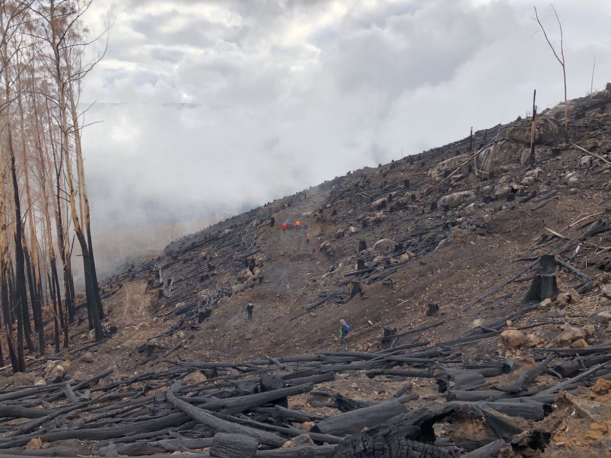 IT'S TIME! Toolangi tweet media
