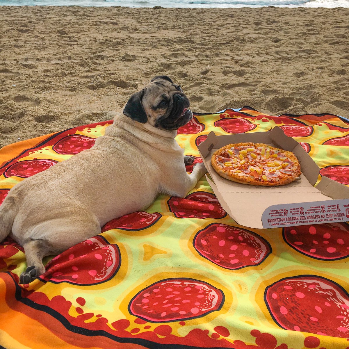 itsdougthepug's tweet photo. Always make time to watch the sunset with the one u love https://t.co/pI6dzuDY07