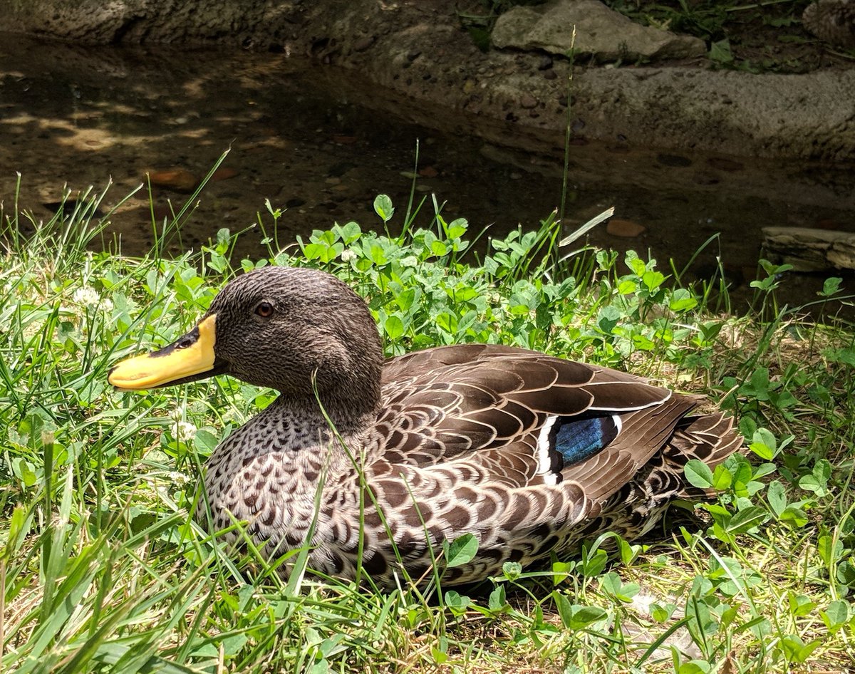 Daboda4's tweet photo. Duck! Luck! ****! https://t.co/h8UI4t6otq