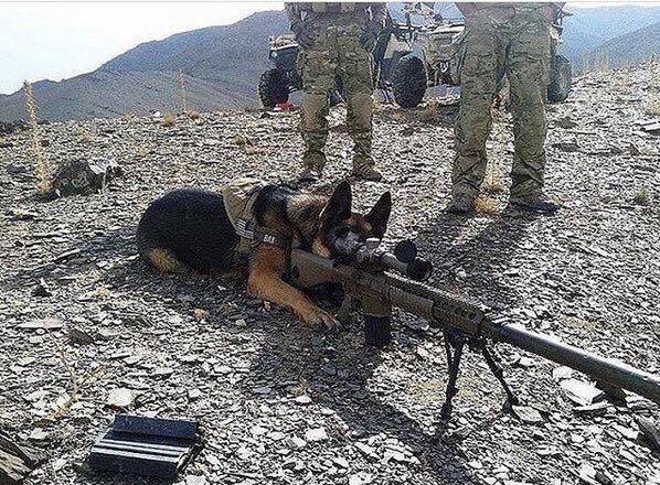 ConservativePTZ's tweet photo. That’s the ISIS dirtbag that stole my frisbee!! https://t.co/WZ8LvS2tuI