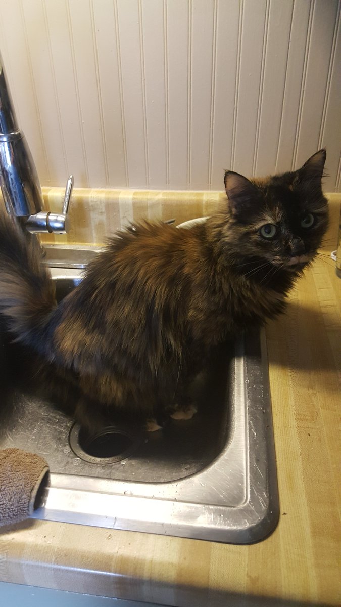 eboegner's tweet photo. @kitten_frosty Mozie says "a little privacy please!" https://t.co/jFyGCBHxiw