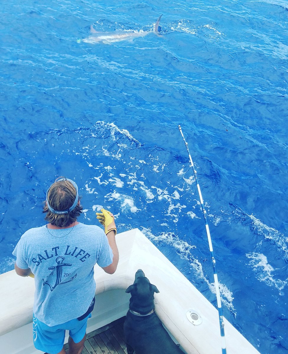 skippergentry's tweet photo. #lifeoflexdog @RealSaltLife @BillfishReport @TagBillfish https://t.co/c4yLoAodN0