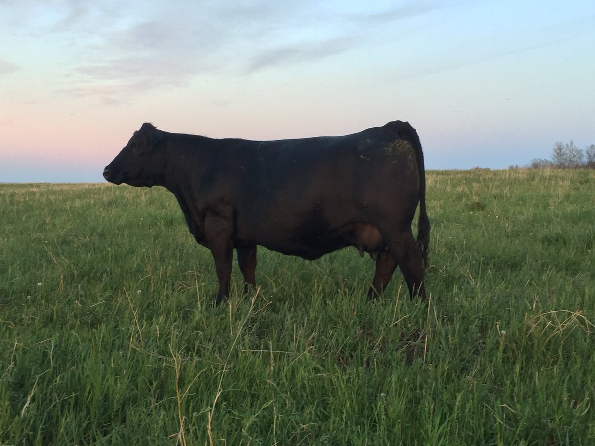 TLSS Flirtin with Danger, one of the many elite females at Trendsetter Livestock feel free to stop by for a tour this summer located at Big Valley Alberta