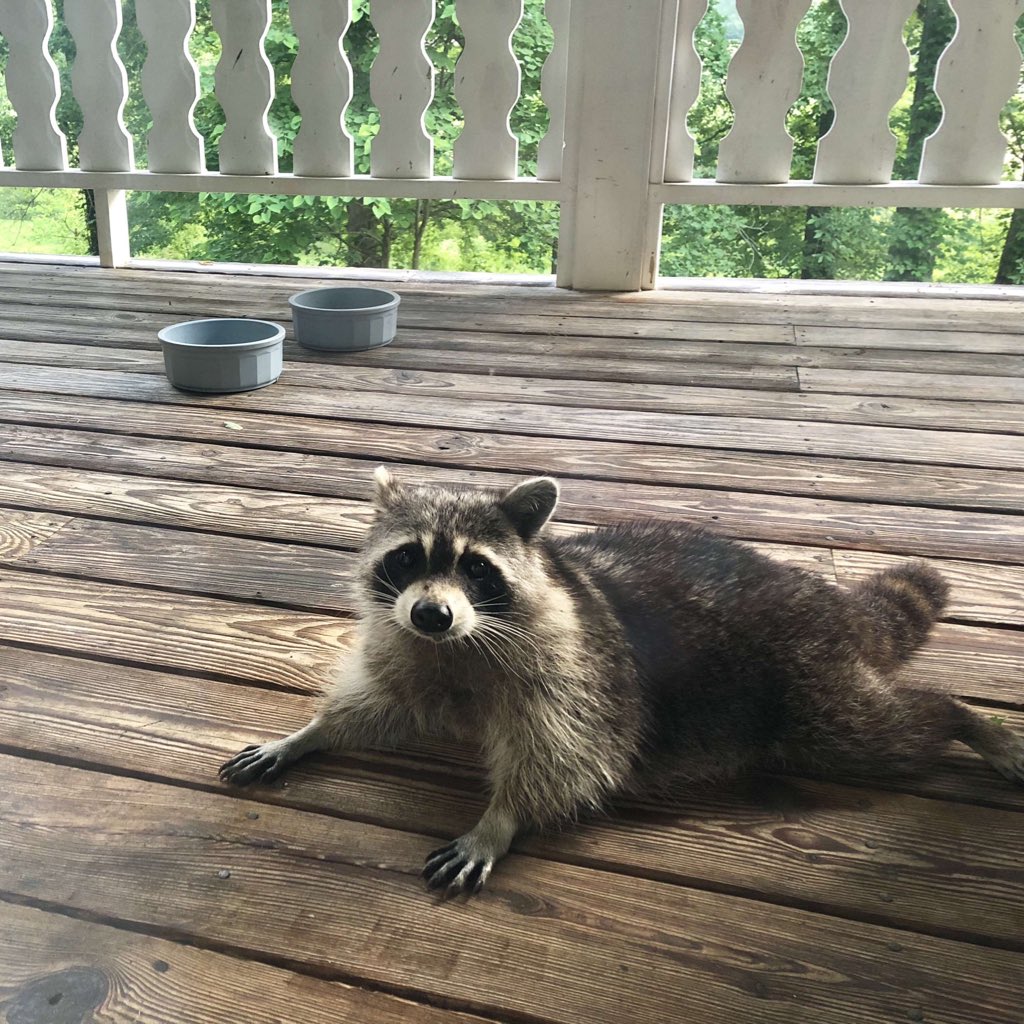 JCyrus's tweet image. my mom had a pregnant raccoon in her backyard...then this happened.