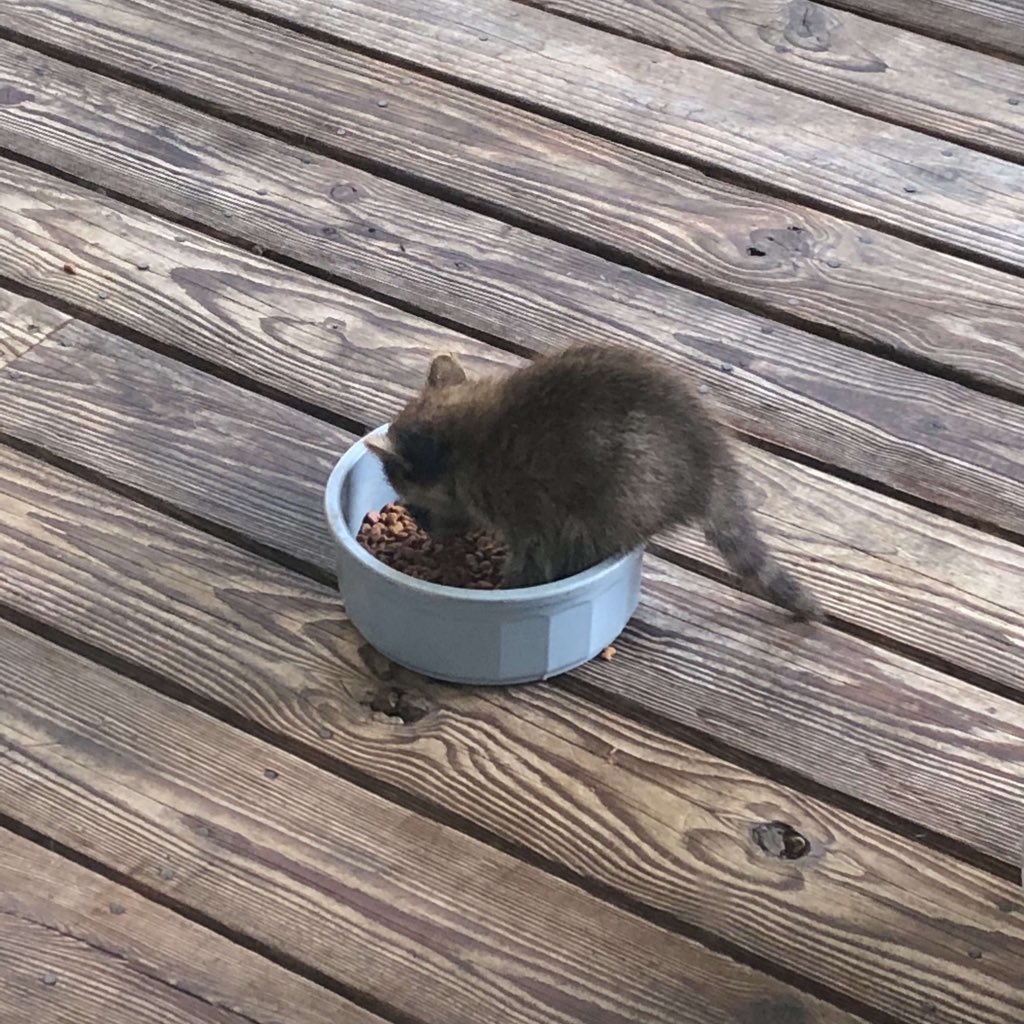 JCyrus's tweet image. my mom had a pregnant raccoon in her backyard...then this happened.