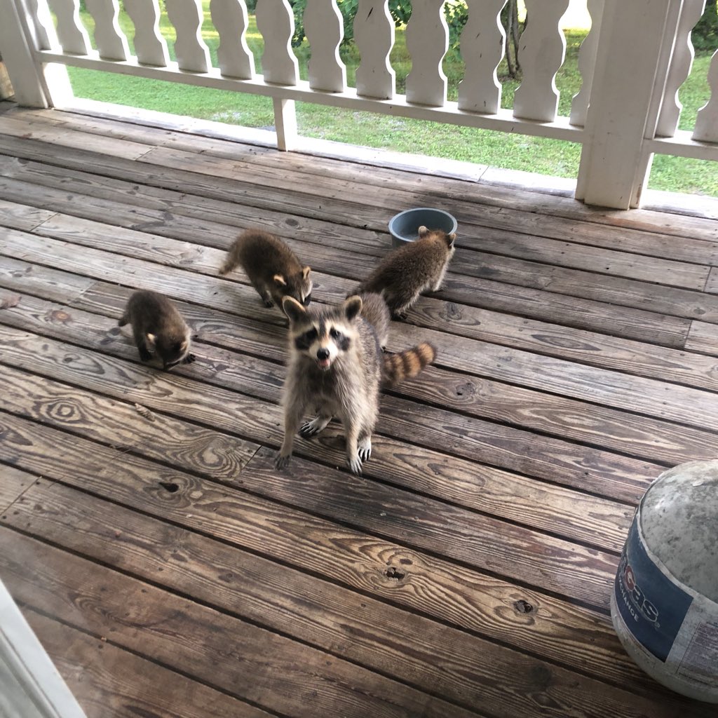 JCyrus's tweet image. my mom had a pregnant raccoon in her backyard...then this happened.