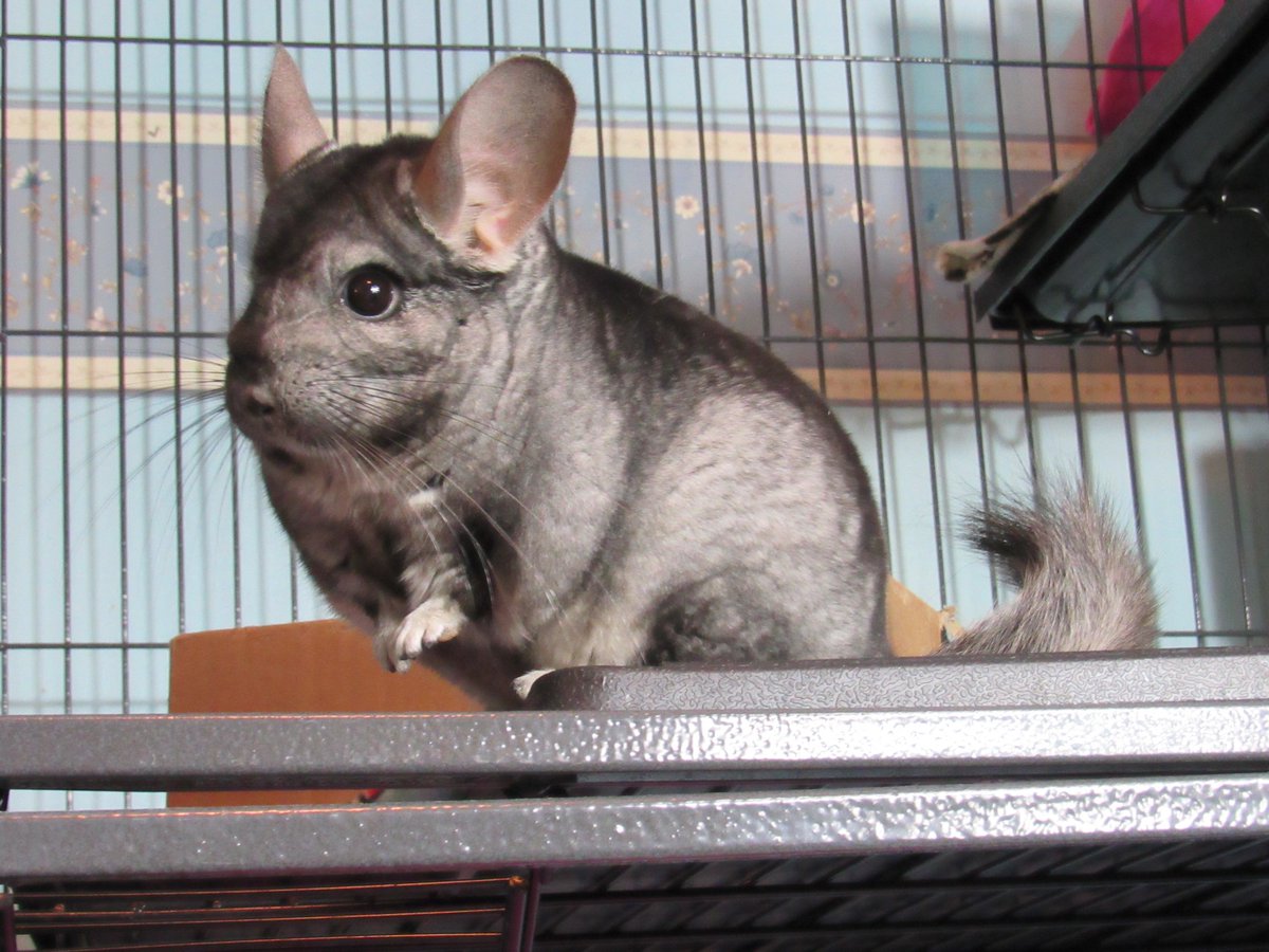 petfinder chinchilla