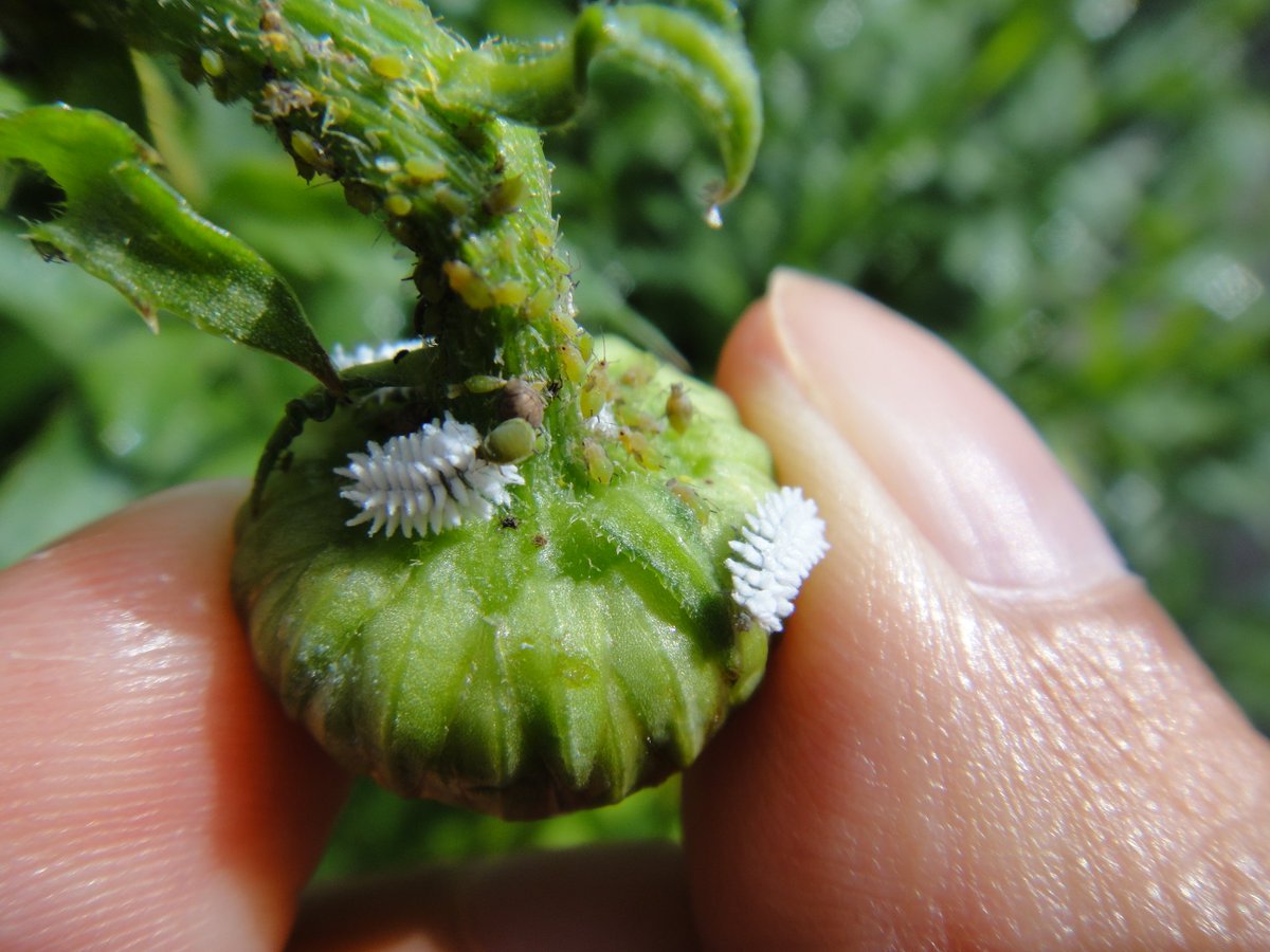 玉男 Twitterissa アブラムシを捕食するコクロヒメテントウの幼虫 めっちゃ似てるけどコナカイガラムシじゃないよ 背中から蝋物質を分泌するのは彼等と一緒だけども 庭の虫 Gardenbugs