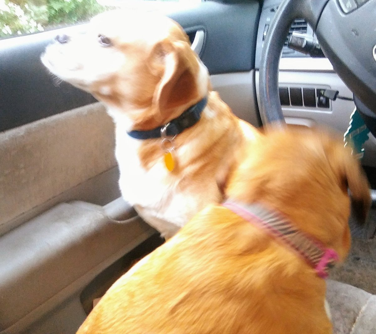 MrsCorreiraHAY's tweet photo. Never had a dog b4, but 2day I had 2... briefly. ππ Made themselves right at home in my car. #dogwhisperer #lostpups #homesafenow https://t.co/v3H4GmgxC5