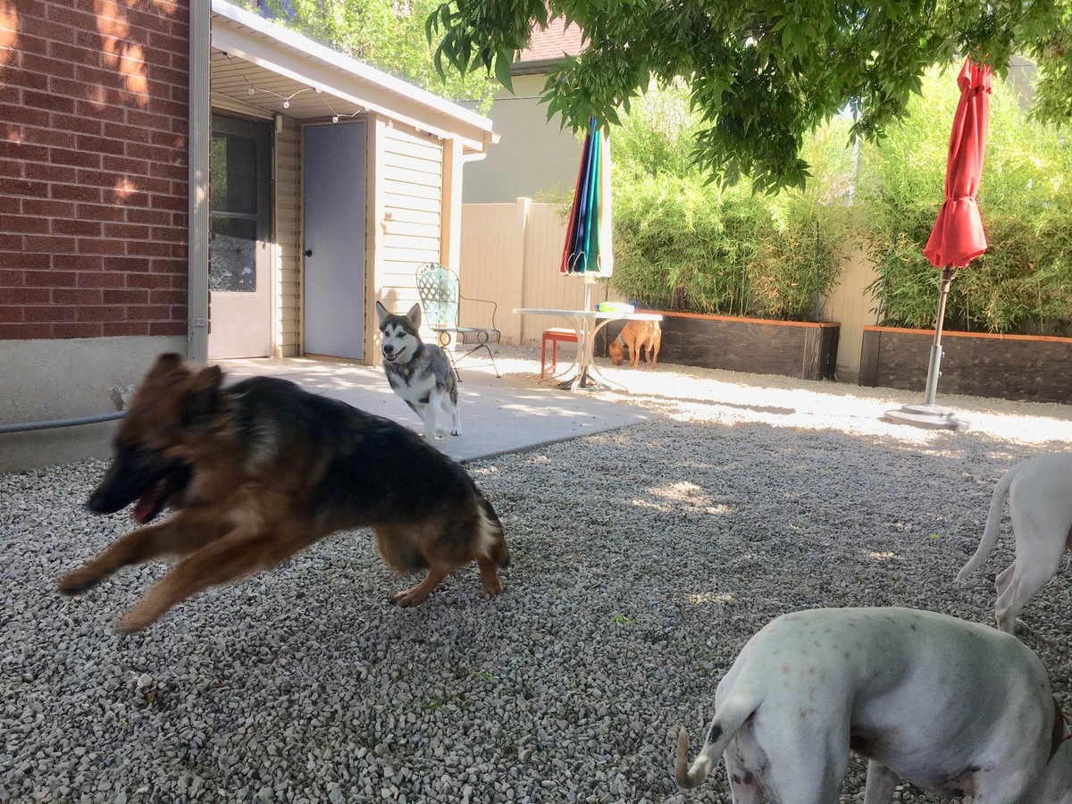 saltydogtrainer's tweet photo. Tasha loves to be chased 😂 #gsd #germanshepherd #husky #pitbull https://t.co/RLGJW3gEcL