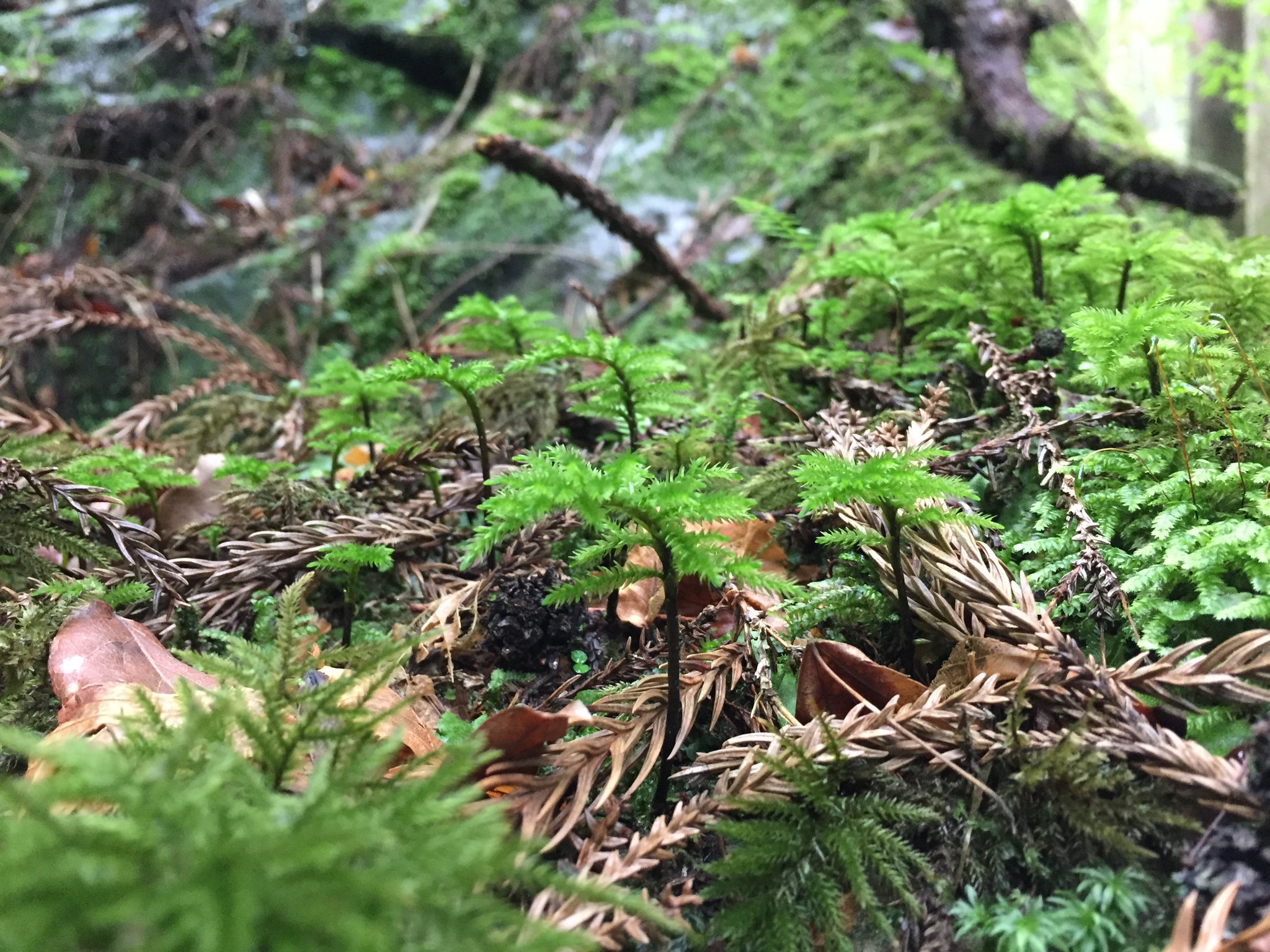 道草 Michikusa 苔の花言葉は 母の愛 Auf Twitter 地面ではまばらに生えていて 石の上では塊で群落を作る この違いは何でしょう 落葉に埋もれる埋もれないの違い この石の上のはどうやって基物に張り付いているの