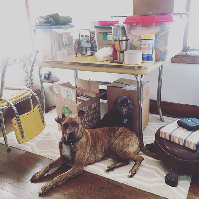 JessieDecker's tweet image. Unpacking helpers. #ihalp #whatdoing #oliveoyl #pittymabel ift.tt/2y7MOnh