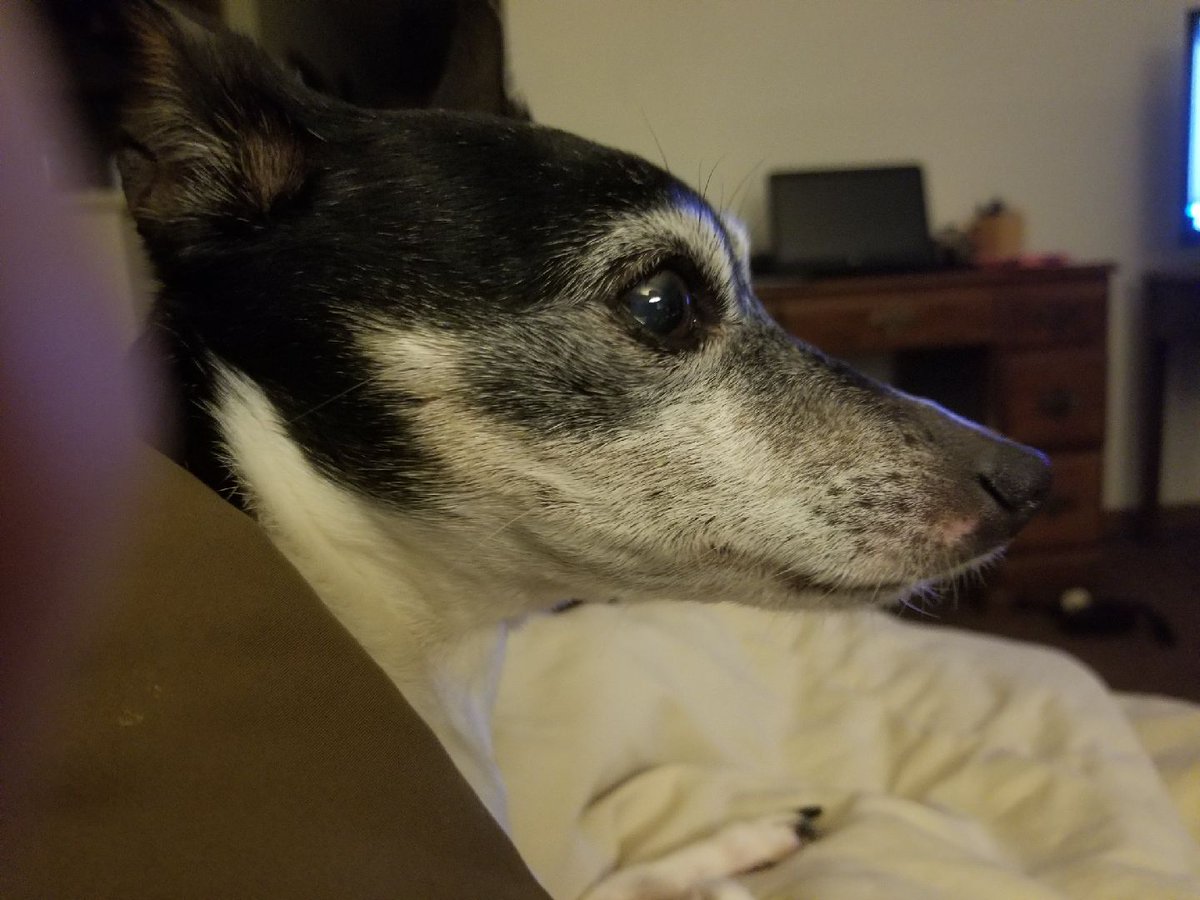 Srtog2's tweet image. You were the best pupper for 13 years. 
Hope wherever you are now it keeps you company