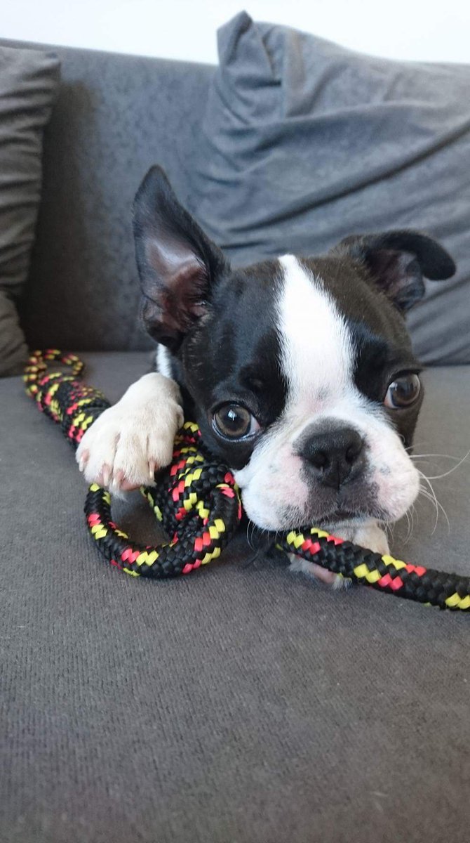 4 month boston terrier