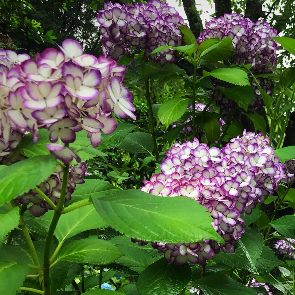 Meigetsuin Hashtag On Twitter