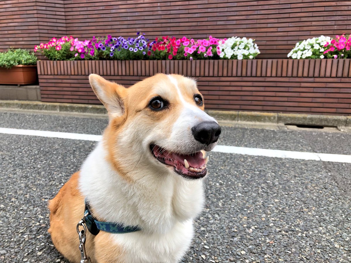 コーギー短足部 部長 後ろの花が綺麗なのでついパシャリ コーギー コーギー短足部 部長 後ろの花が綺麗なのでついパシャリ コーギー