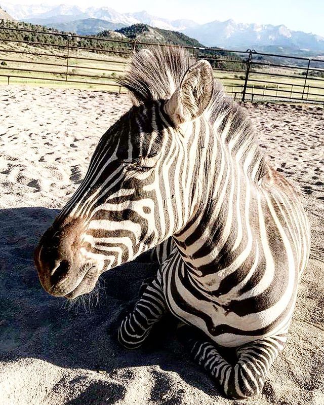 MustangMaddy_'s tweet photo. Finally got some time to work with the queen herself today 👑 Her favorite trick will forever be the lie down 😂😘 #zebra #zebras #horsemanship #horsetraining #horsesofinsta #cryptoaero #chaffhaye https://t.co/GkXM0w2qJ0 https://t.co/a4C6gqgQ87