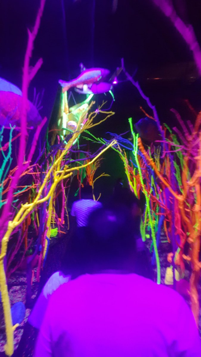 ChaydGirl's tweet photo. We also went #MeowWolf https://t.co/3ZwSC06yyQ