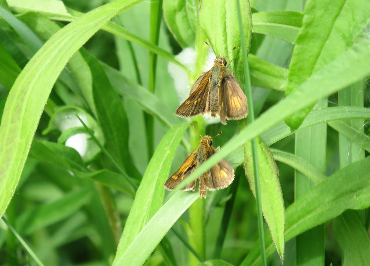 AltonaForest's tweet photo. @TRCAparks @YourCaledon @letsdiscoverON @YDHtourism @HillsHeadwaters @City_of_Vaughan @DurhamTourism @RegionofDurham @CVC_CA @TRCA_Events Enjoying the butterflies at #BrucesMill CA on Conservation Parks Day ~ https://t.co/DuF3Ji1Esg