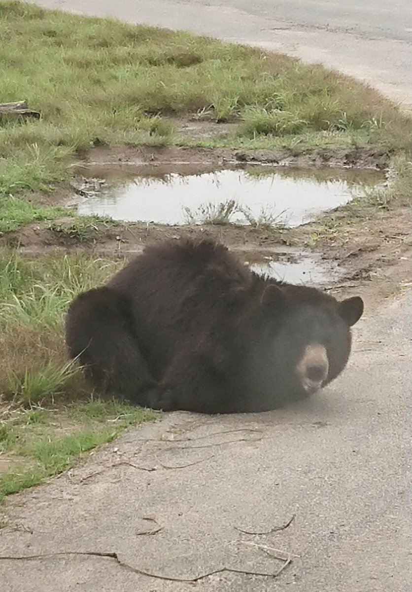 秋吉台サファリランド 珍しいクマの香箱座り です 未確認生物感がありますね