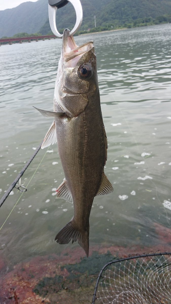 Yosuke 雨と風を避け 日本海に遠征 初場所の大規模河川河口にて セットアッパー75sが爆発してます 岸際から2 3 メーターくらいのとこを平行に引いて 流れ込みのとこでドン スモールゲームだけど 思い通りに釣れると楽しいね セットアッパー