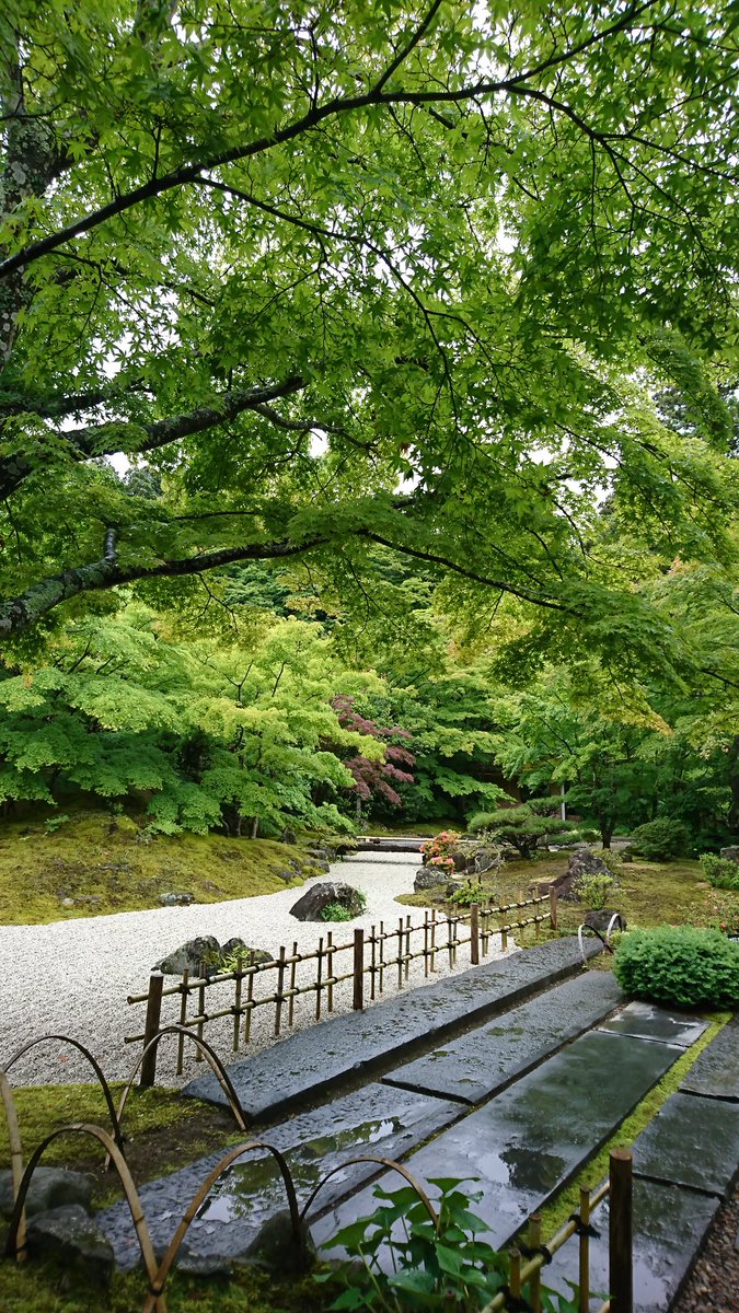 新緑で深緑
