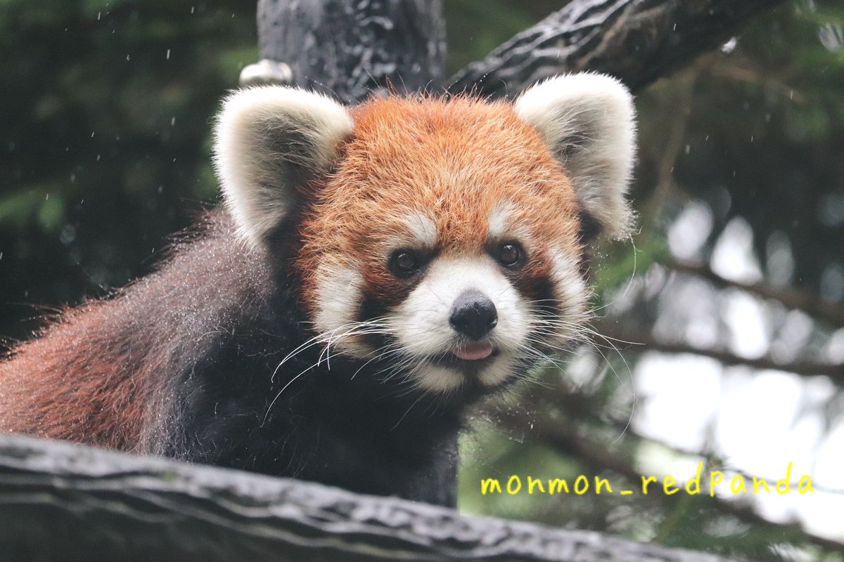 もんもん A Twitteren 換毛して少しは丸顔になったかな やっぱり四角い 千葉市動物公園 ライム